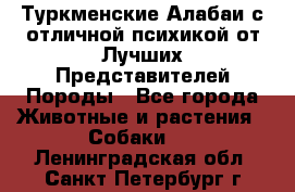 Туркменские Алабаи с отличной психикой от Лучших Представителей Породы - Все города Животные и растения » Собаки   . Ленинградская обл.,Санкт-Петербург г.